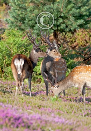 Sika Deer Bucks DM0141